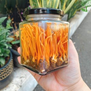 Ký chủ đông trùng hạ thảo sấy thăng hoa - Set 50 con